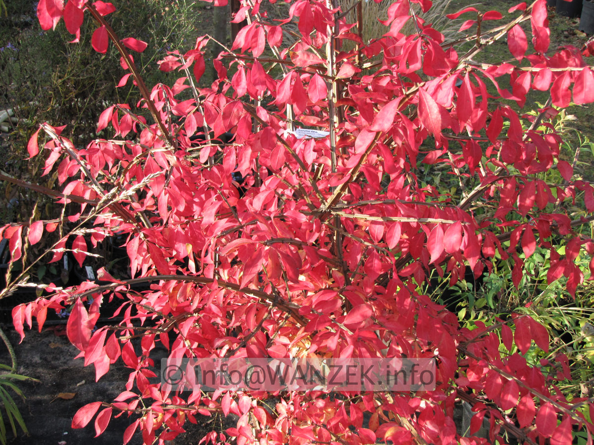 Euonymus alatus - Herbstfaerbung.JPG